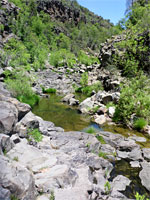 Bushes and rocks