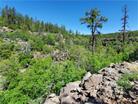 Pine forest