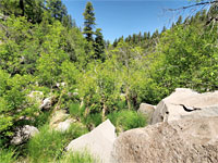 Overgrown canyon