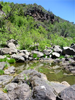 Much vegetation