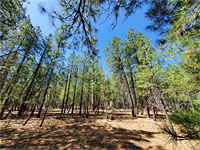 Pine woods