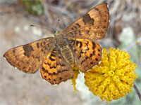 Zela metalmark