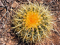 Yellow spines of the compass barrel