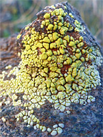 Yellow cobblestone lichen