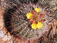 California barrel cactus