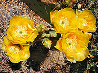 Yellow flowers of Engelmann prickly pear