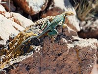 Yellow headed collared lizard