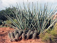 Yucca and cactus