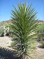 Yucca filifera