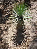 Yucca and its shadow