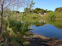 Palms by the river