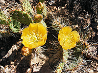 Yellow opuntia