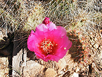 Pink opuntia