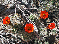 Light spines of King cup cactus