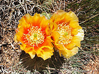 Tulip prickly pear