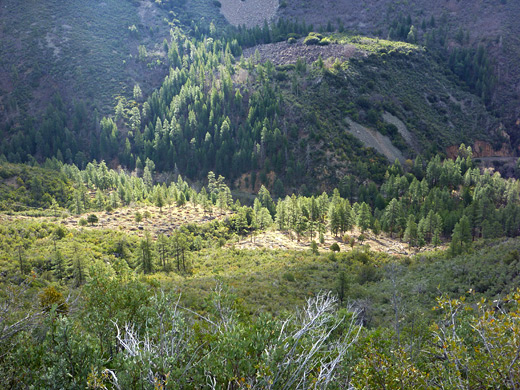 Trees around the AB Young trailhead