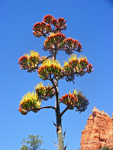Flower of agave parryi (Parry's agave)
