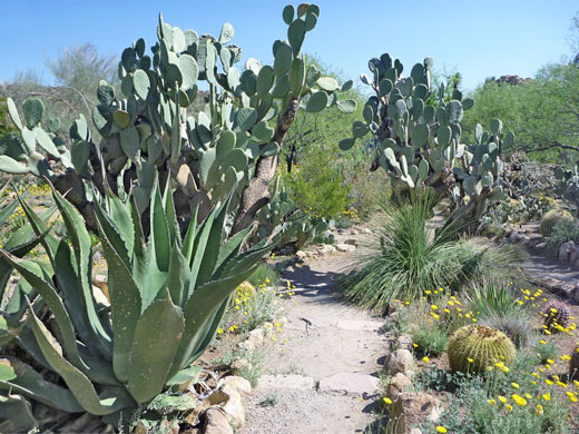 Opuntia and agave