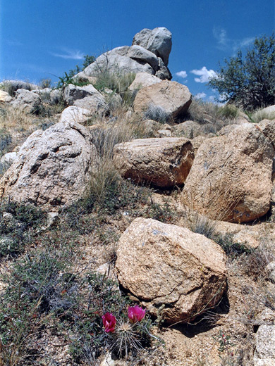 Cacti and boulders