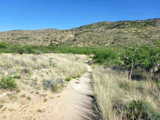 Bushes near Aguila Corral