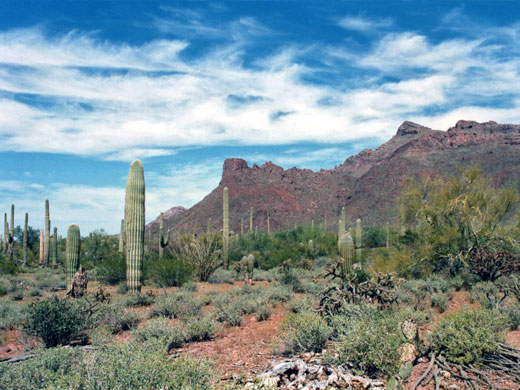 Cacti beneath the Ajo Mountains