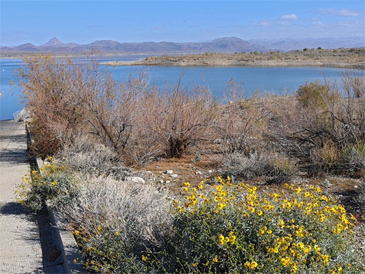 Brittlebush by Alamo Lake