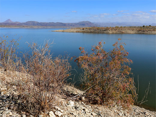 Bushes by the lake