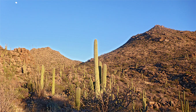 Moon and saguaro