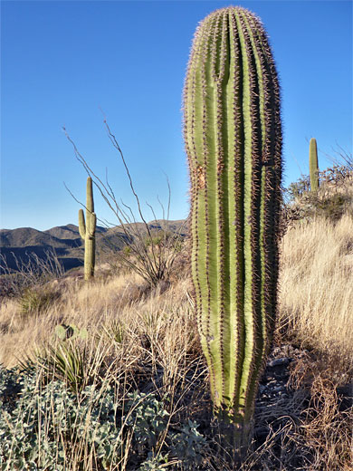Three saguaro, Tortolita Mountains