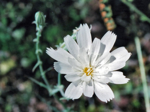 White flower
