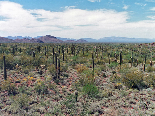 Desert near Alamo Canyon