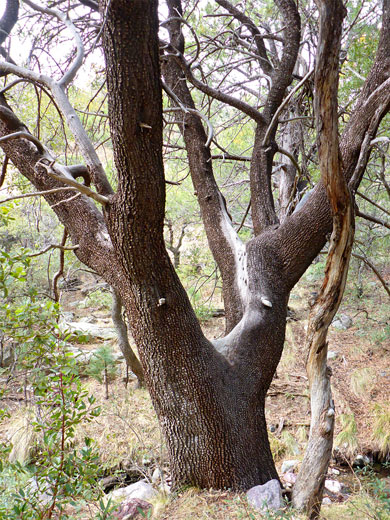 Alligator juniper