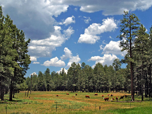 Cattle in a meadow