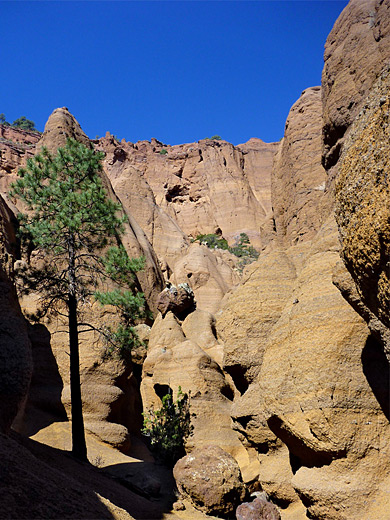 Pine tree in a ravine