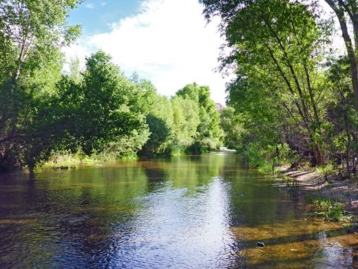 Trees beside the creek