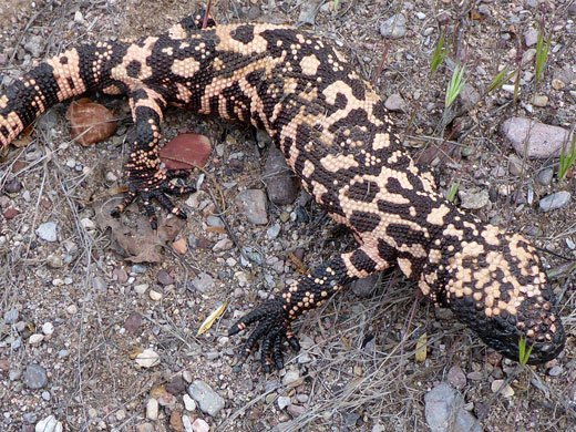 Gila monster - close view