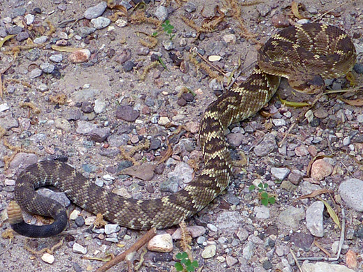 Black-tailed rattlesnake (crotalus molossus)