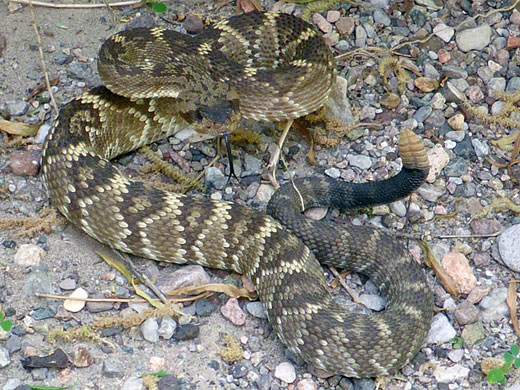 Rattlesnake