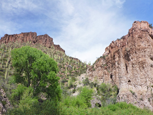 Saguaro hillside