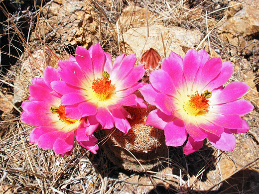 Echinocereus rigidissimus, Arizona rainbow cactus