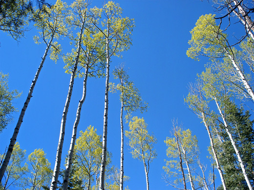 Aspen trees