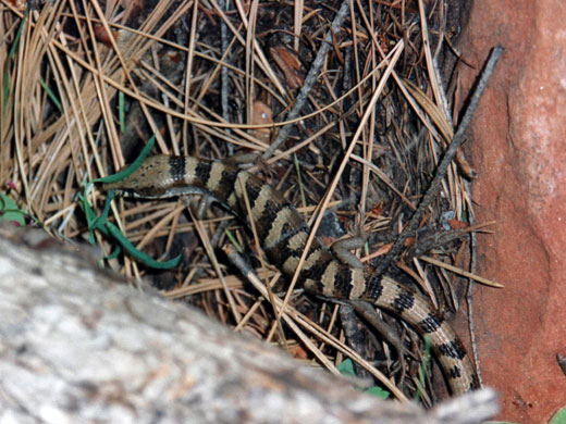 Arizona alligator lizard, in the woods along the trail