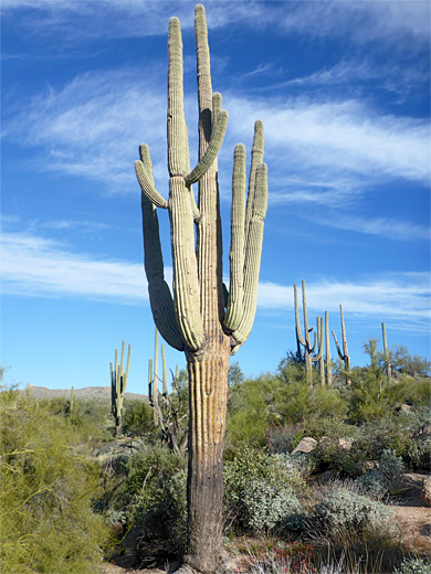 Tall saguaro