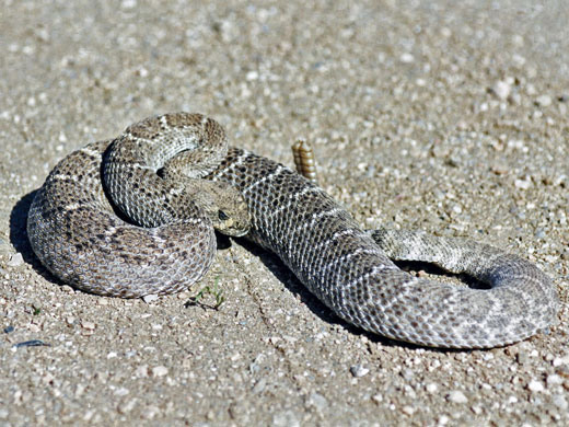 Western diamondback rattlesnake