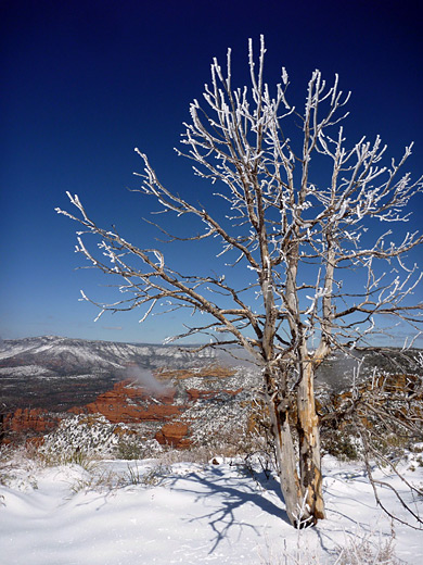 Dead tree on Bear Mountain