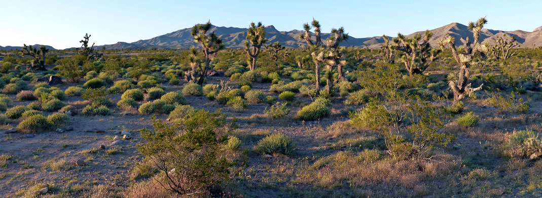 Joshua tree plain