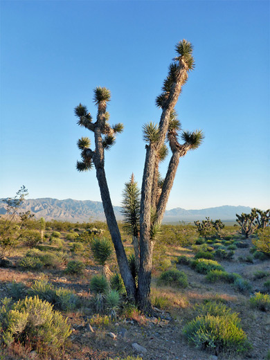 photograph