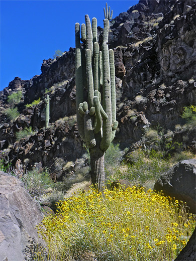 Brittlebush, saguaro, and layered lava cliffs