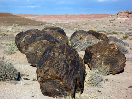 Group of large petrified log sections