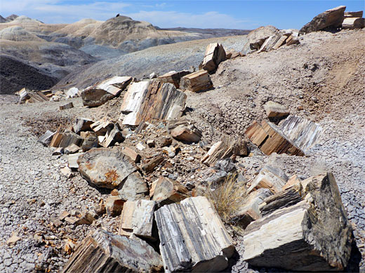 Petrified wood above a ravine 